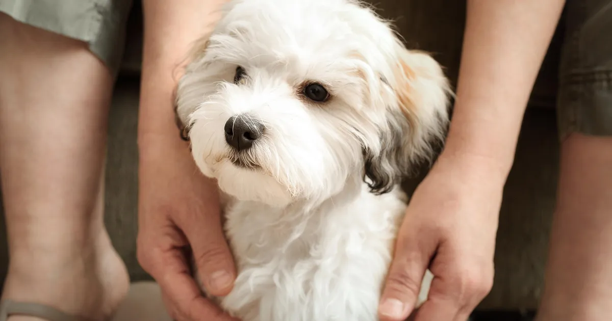 Varjupaika sattunud koera kiipi kontrollides selgus midagi ootamatut