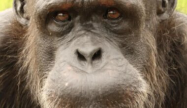 Tema on maailma vanim šimpans — vanus on aukartustäratav ka inimeste mastaabis
