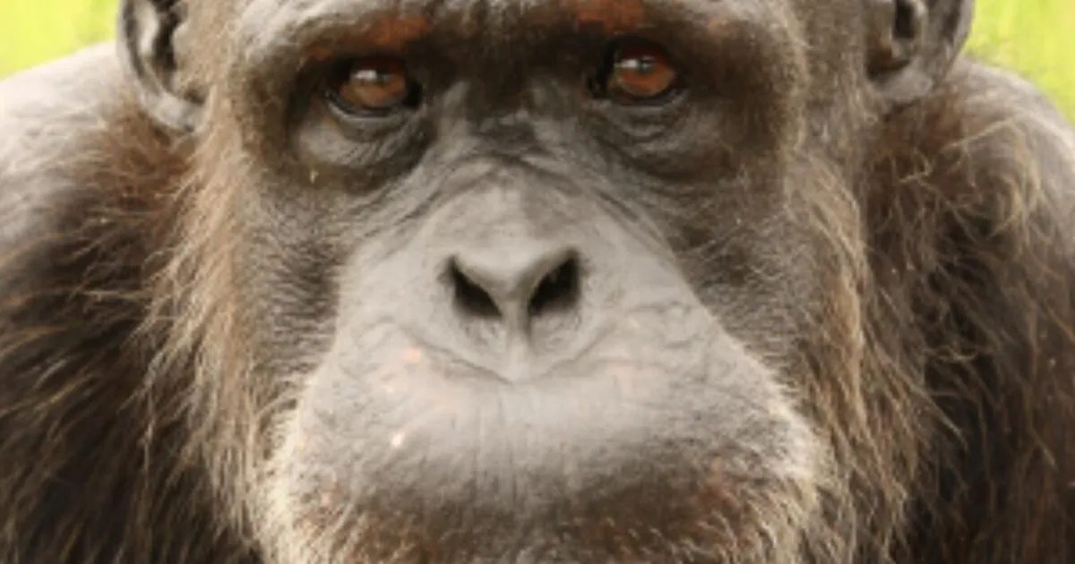 Tema on maailma vanim šimpans — vanus on aukartustäratav ka inimeste mastaabis