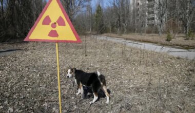 MÜSTEERIUM ⟩ Tšornobõlis ilmusid välja sinise karvaga koerad