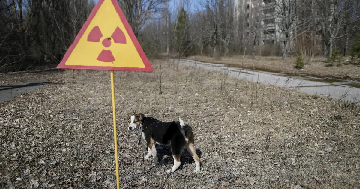 MÜSTEERIUM ⟩ Tšornobõlis ilmusid välja sinise karvaga koerad