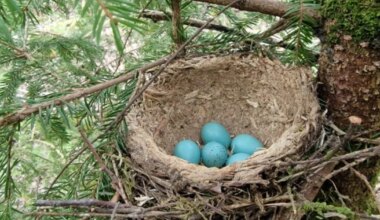 Linnutapp riigikohtus: metsafirmad ja keskkonnaamet astusid ühte paati - Postimees