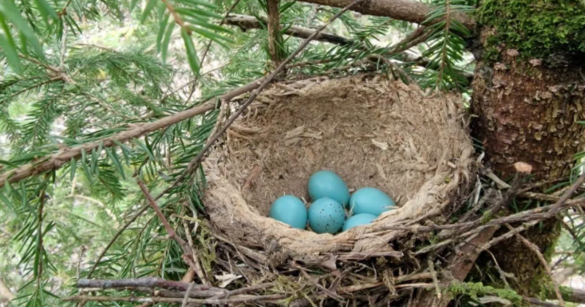 Linnutapp riigikohtus: metsafirmad ja keskkonnaamet astusid ühte paati - Postimees