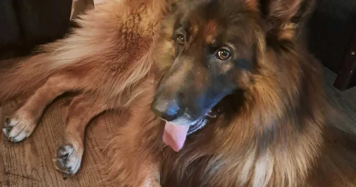 VALIMISED ⟩ Mis nimega kandidaate oli kõige rohkem?