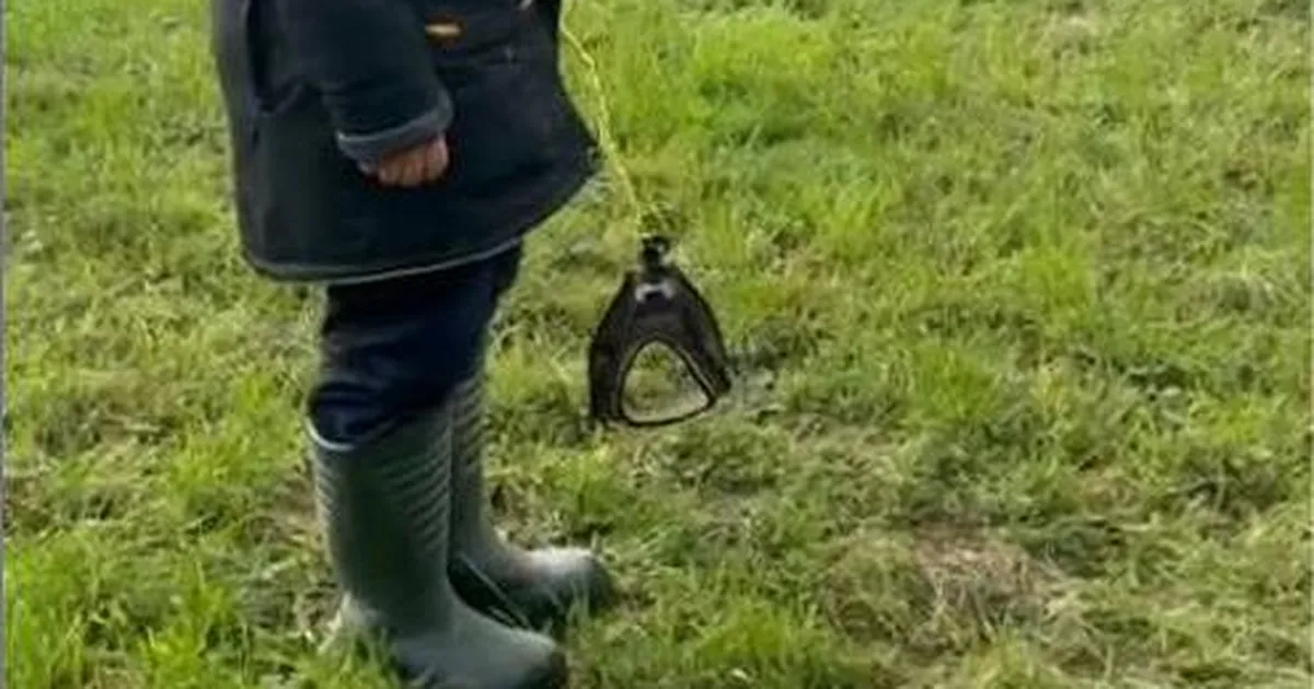 KENTSAKAS ⟩ Videod! Levimas on trend jalutada ja teha trikke kujuteldava koeraga