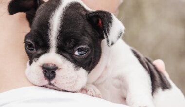 paljud loomaomanikud teevad selle vea