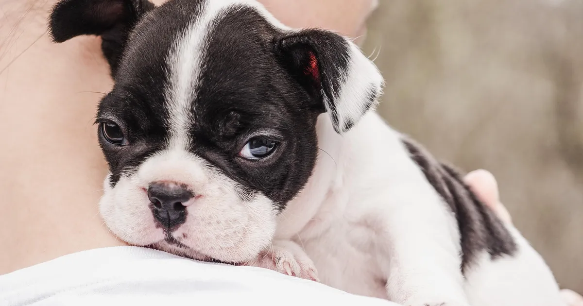 paljud loomaomanikud teevad selle vea