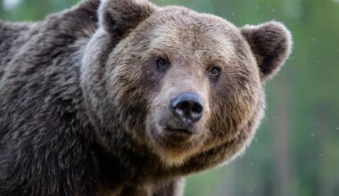Loomaaia töötajad olid hämmingus, kui leidsid hommikul karude puurist ootamatu külalise