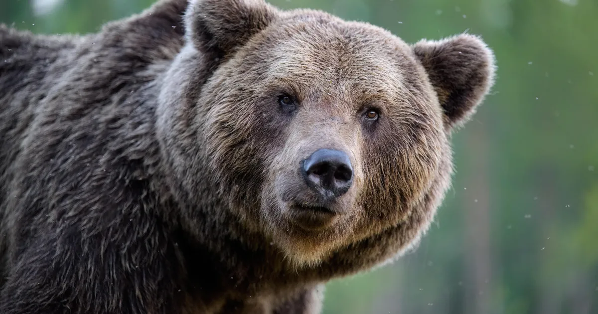 Loomaaia töötajad olid hämmingus, kui leidsid hommikul karude puurist ootamatu külalise