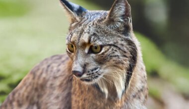 Hispaanias õnnestus kaamera ette püüda üks maailma haruldasemaid loomi