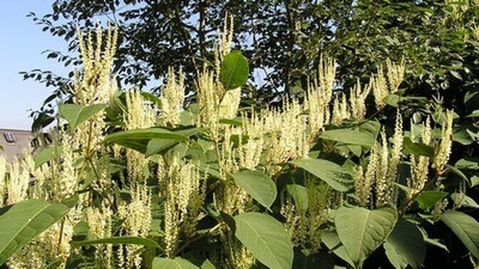 Kliimaministeerium paneb maaomanikele kohustuse võõrliike tõrjuda | Eesti