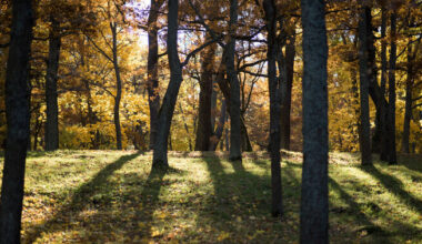 Keskkonnasotsioloog: linnaparkide kasutus peegeldab ühiskonda laiemalt | Keskkond