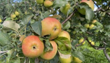 Maaülikooli Polli aiandusuuringute keskus avas uued kasvuhooned | Eesti