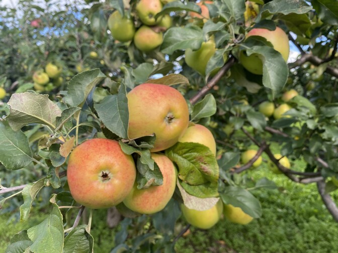 Maaülikooli Polli aiandusuuringute keskus avas uued kasvuhooned | Eesti