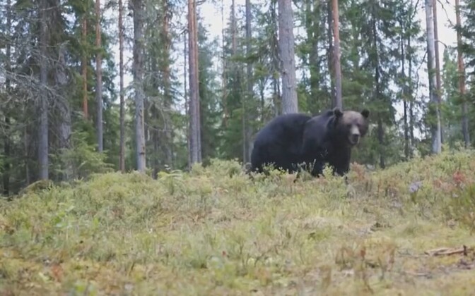 Keskkonnaamet vaidlustab karujahi varajase peatamise | Eesti