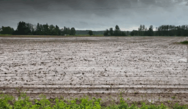 Vihmane suvi tõi põllupidajatele mitu häda kaela | Eesti