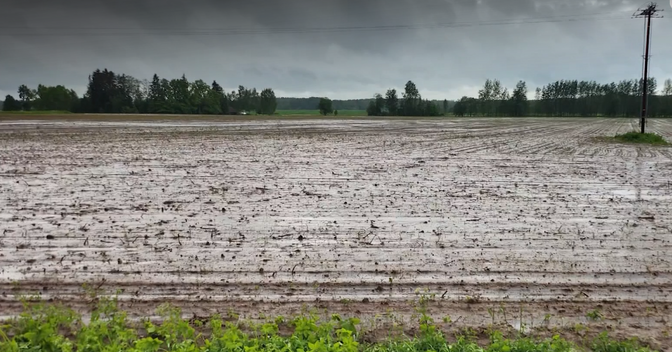 Vihmane suvi tõi põllupidajatele mitu häda kaela | Eesti