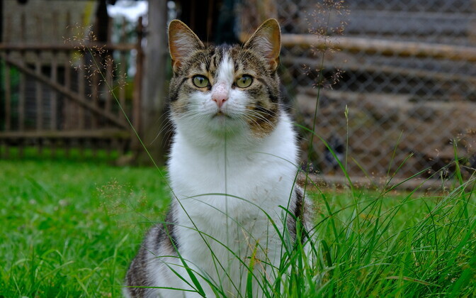 Loomakaitsjatel on uue seaduseelnõu suhtes eriarvamused | Eesti