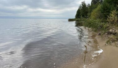 Järvede liigne toitainevaesus võib muuta siiakala harulduseks | Loodus