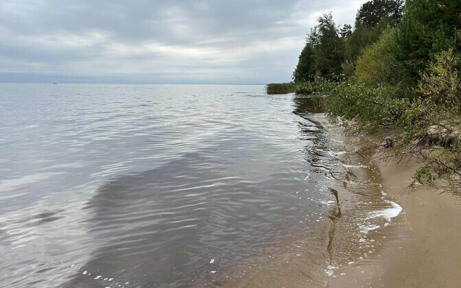 Järvede liigne toitainevaesus võib muuta siiakala harulduseks | Loodus