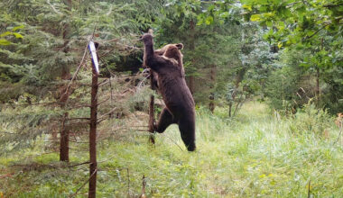 Novembris jõuab kinodesse Riho Västriku dokfilm "Kriimsilm, karuott ja rebane. Märkmeid metsast" | Film