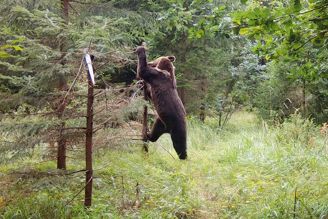 Novembris jõuab kinodesse Riho Västriku dokfilm "Kriimsilm, karuott ja rebane. Märkmeid metsast" | Film