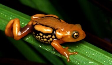 Liikide väljasuremine on aeglustunud | Keskkond