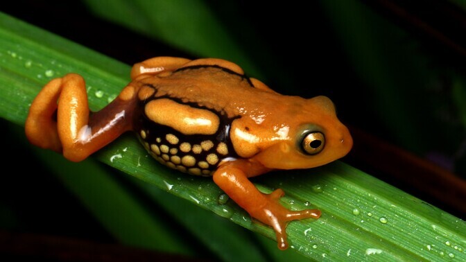 Liikide väljasuremine on aeglustunud | Keskkond