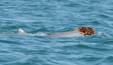 Isaseid delfiine märgati käsnadest tehtud „parukates“. Teadlased selgitasid välja selle põhjuse
