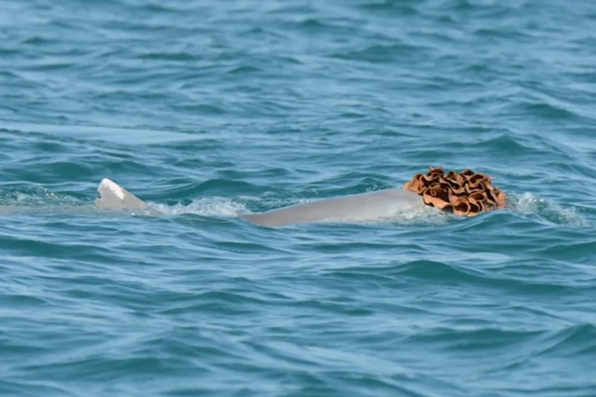 Isaseid delfiine märgati käsnadest tehtud „parukates“. Teadlased selgitasid välja selle põhjuse