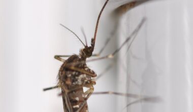 Islandil avastati esmakordselt sääsed. Käesolev aasta on olnud seal rekordiliselt soe