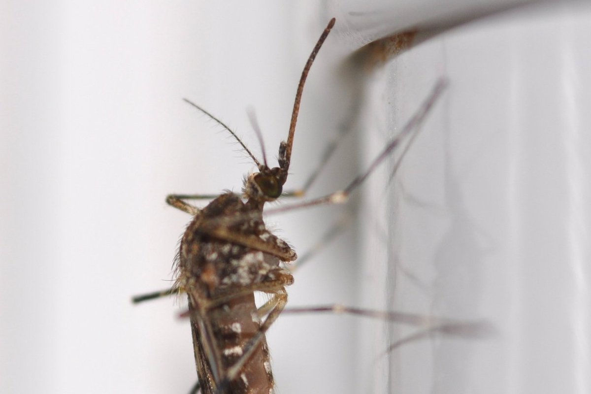 Islandil avastati esmakordselt sääsed. Käesolev aasta on olnud seal rekordiliselt soe