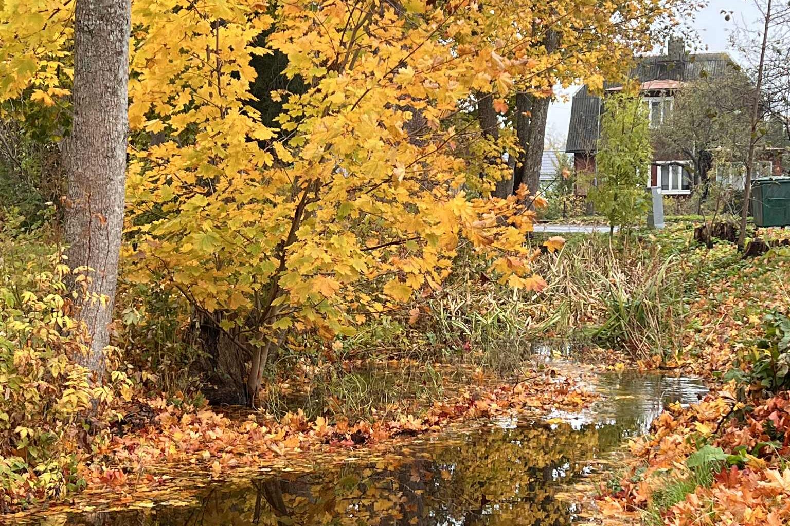 ILMATEADE | Jätkub jahe ja niiske ilm