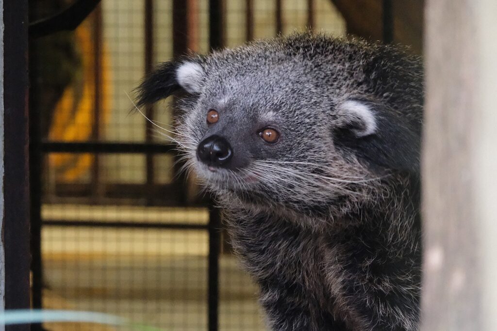 Binturongipere tutvub Eestimaa sügisega - Tallinn Zoo