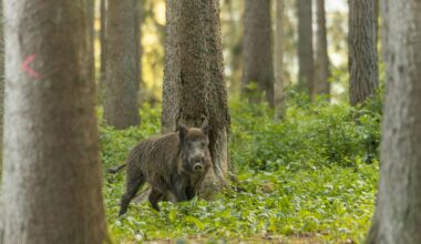 Seakatku viirus levib jõudsalt Eestis