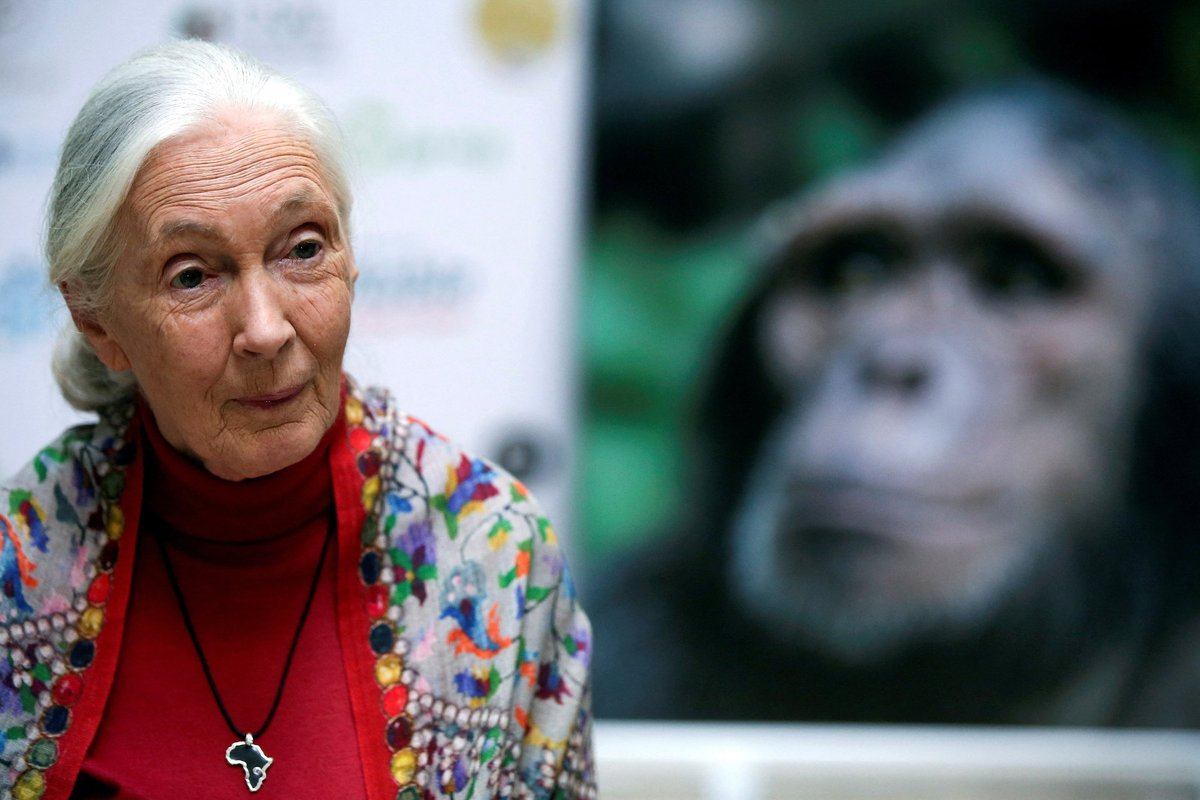Suri primatoloog Jane Goodall, kes muutis maailma arusaamu šimpansidest