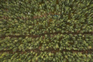 IKEA ostab Eestis ja Lätis müügis olnud Södra metsad - Lõunaeestlane