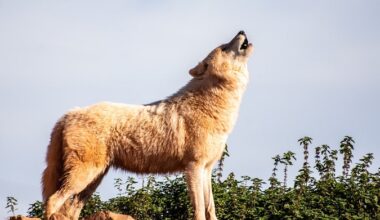 huntminuaeg