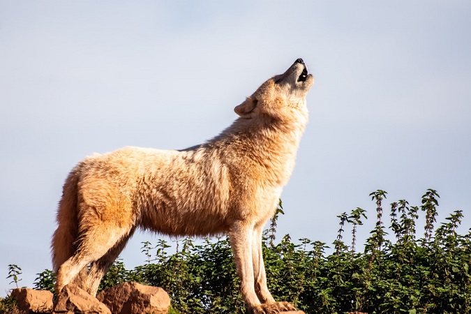 huntminuaeg