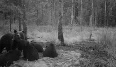 Rajakaamera jäädvustas hetke karudest - Eesti Jahimeeste Selts