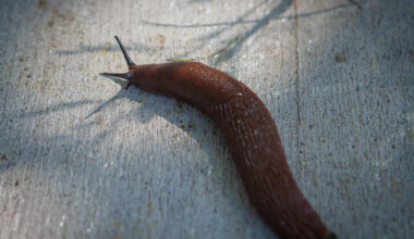 Tartus eemaldatakse võõrnälkjate kogumise konteinerid