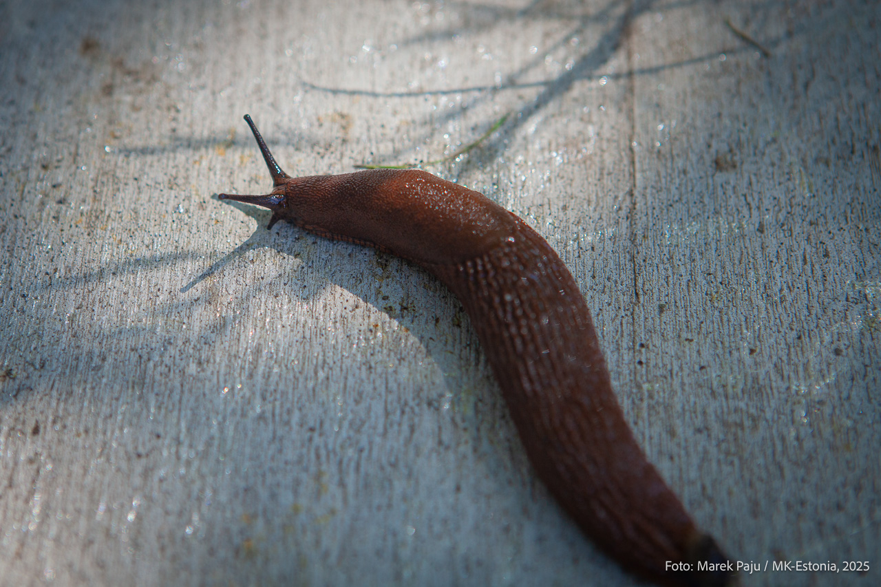 Tartus eemaldatakse võõrnälkjate kogumise konteinerid