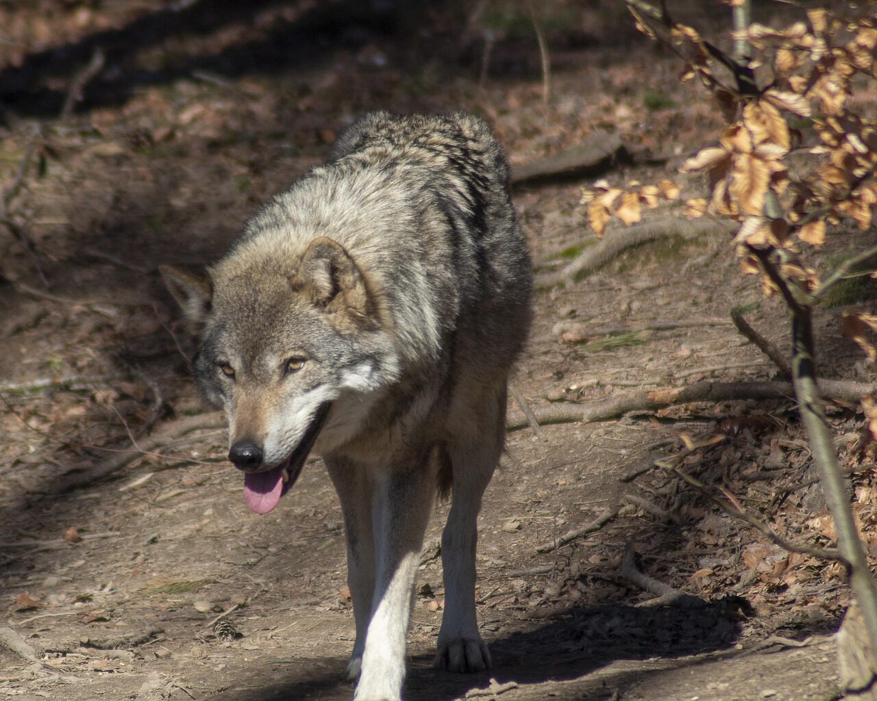 Eriloaga tohib küttida 18 hunti
