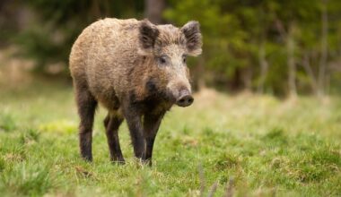Haigus levib edasi: Saaremaal tuvastati metsseal sigade Aafrika katk
