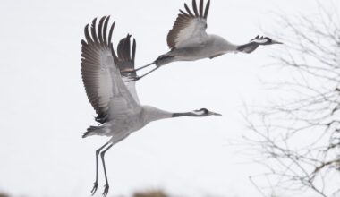 Lindude gripp levib Euroopas jõudsalt
