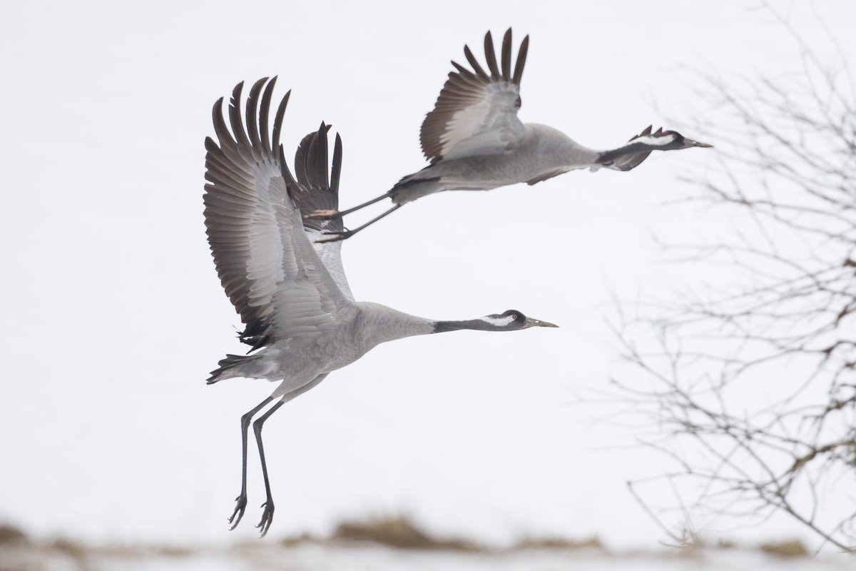 Lindude gripp levib Euroopas jõudsalt