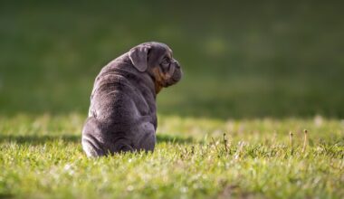 Teadlaste loodud tööriist võib muuta levinud koeratõugude välimust | Loodus