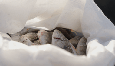 Riik loobus Pärnumaa kalurite püügivahendite kallale minemisest | Eesti