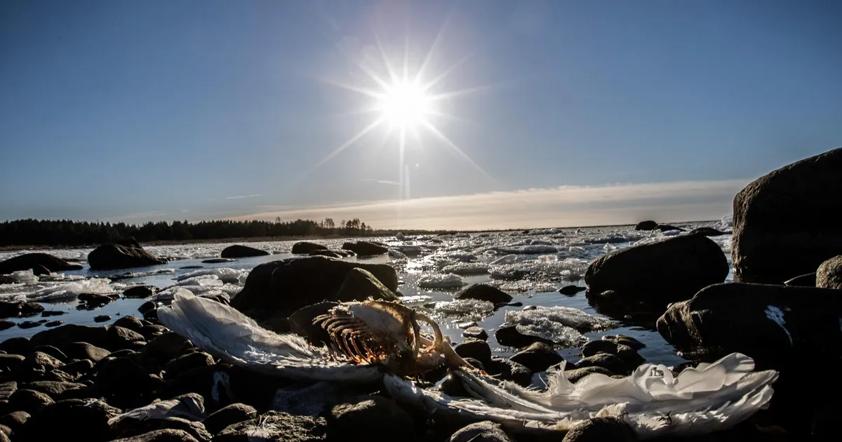 MEELDETULETUS ⟩ Andke hukkunud lindudest teada
