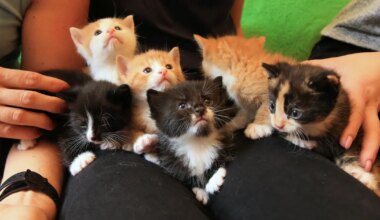 Tundmatu tõi Lõunakeskuse meestetualetti kassipojad